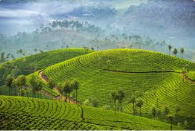 Kochi to Munnar